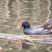 gallinella d'acqua